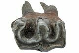 Fossil Woolly Rhino (Coelodonta) Tooth - Siberia #225179-1